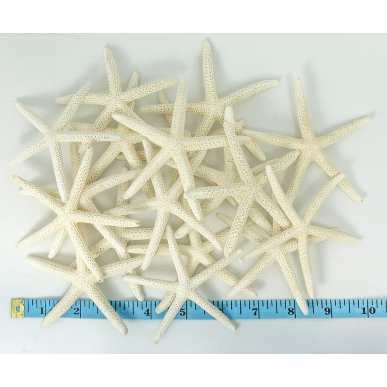 Starfish Decor - 3-4 inch Star Fish (18) Pack - Starfish for Crafts - White Starfish Wall dcor - Beach Wedding Starfish - Beach Starfish dcor - Star