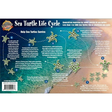 Franko Maps, Sea Turtles Life Cycle Card