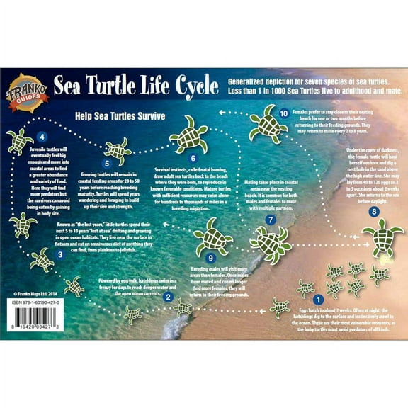 Franko Maps, Sea Turtles Life Cycle Card