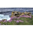 thumbnail image 5 of Seedville 50 Sea Thrift Flower Seeds, Native Maritime Flower, 5 of 11