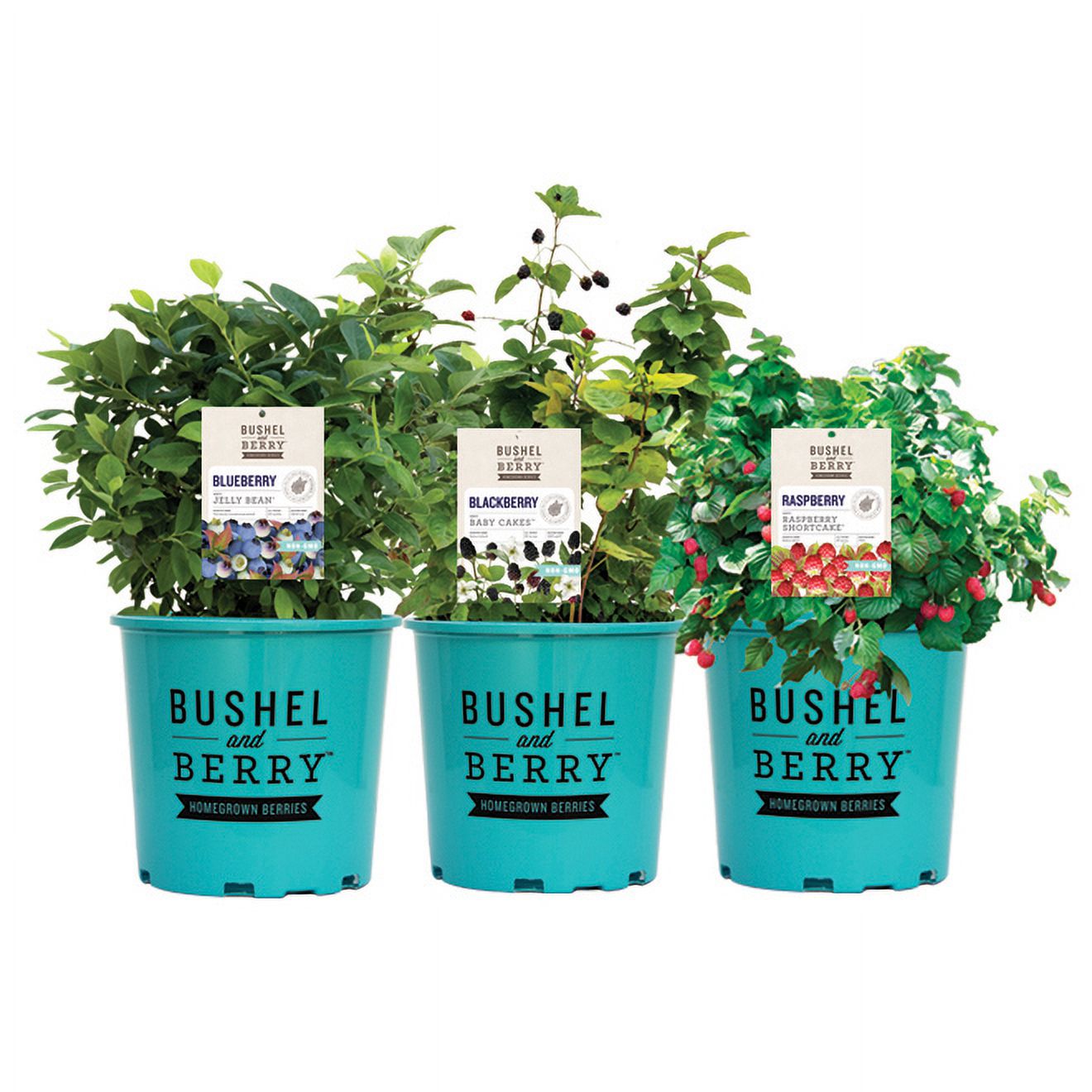 Bushel & Berry 2G Raspberry Shortcake Fruit Live Plants Full Sun