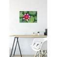 thumbnail image 6 of Zen - Lily Pads Wall Poster, 14.725" x 22.375", 6 of 6
