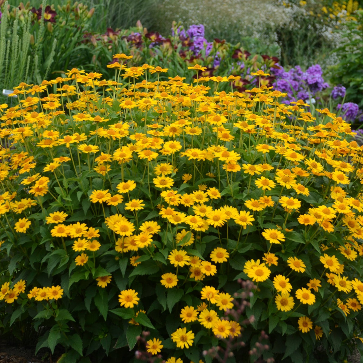 Proven Winners 6" Yellow 'Tuscan Sun' False Sunflower Live Plant in 6.5" Pot