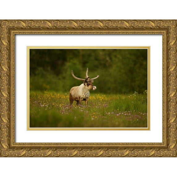 Gavra, Assaf 24x17 Gold Ornate Wood Framed with Double Matting Museum Art Print Titled - Caribou in grass land