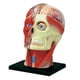 thumbnail image 2 of Modelo de Ensamblado en 4D Yotijar Juguete Educativo Cráneo Anatomía Extraíble Material Didáctico, 2 of 10