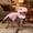Pink--non-luminance, variant on 3D Plush Dinosaur Skeleton Costume Pet Cloth, Realistic Spinosaurus Fossil Jumpsuit with Padded Spine and Skull Mask, Spooky Halloween Dress-Up & Role Play Outfit