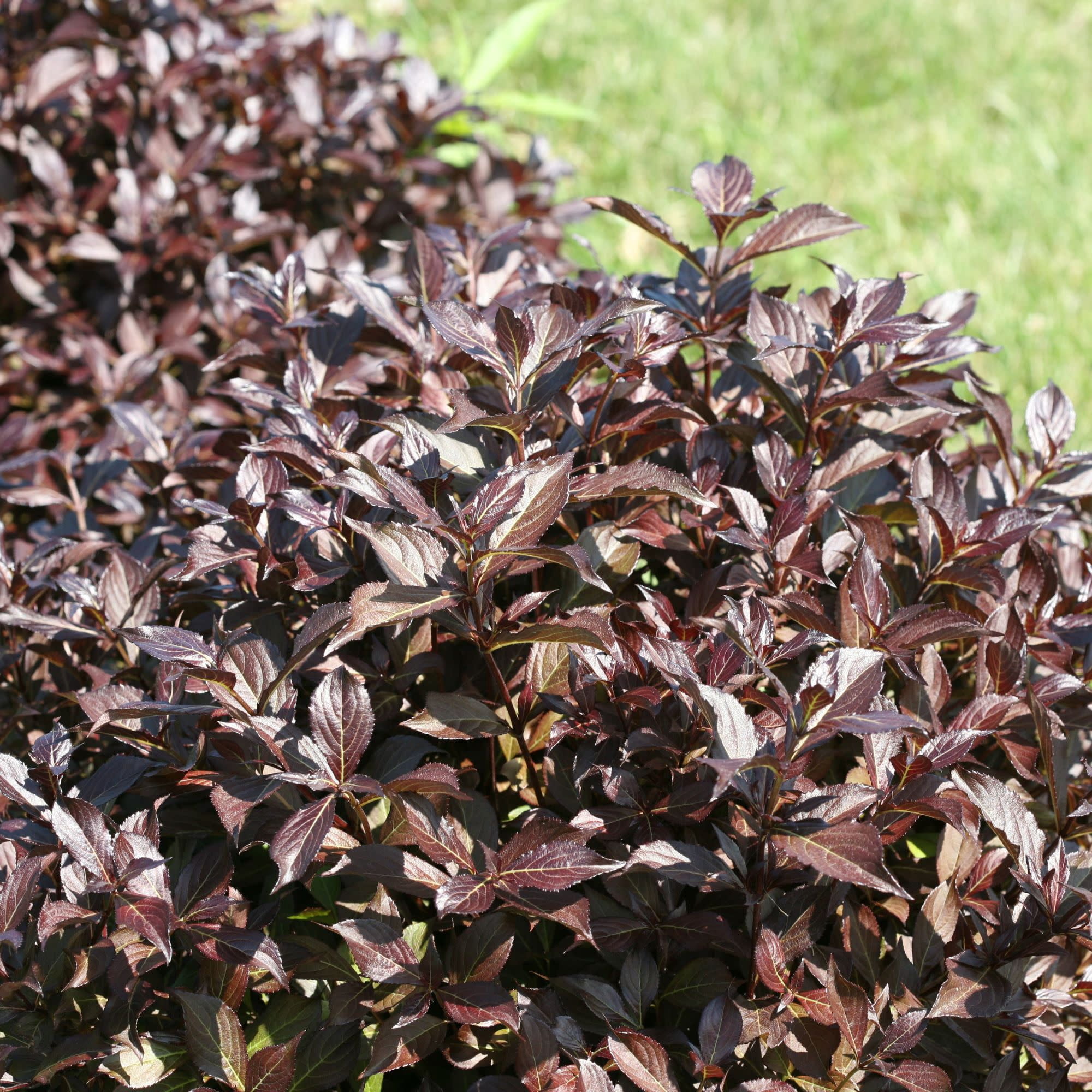 Proven Winners ColorChoice 5" Purple Midnight Wine Shine Weigela Live Plant in 4.5" Pot (4 Count)