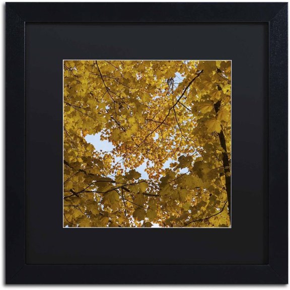 Trademark Fine Art "Golden Canopy of Autumn" Canvas Art by Kurt Shaffer, Black Matte, Black Frame