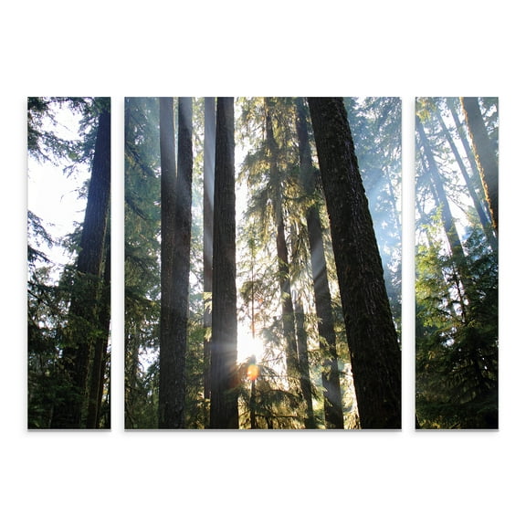 Trademark Fine Art 'Sunrays' Canvas Art by Pierre Leclerc