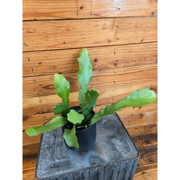 Epiphyllum Anguliger Beavertail Orchid Cactus, 4" Plant, The Plant Farm