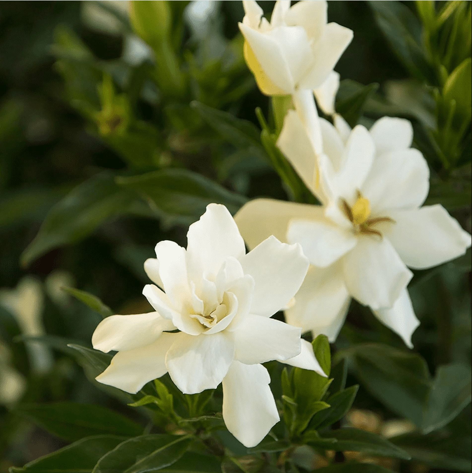 Set 2 Jasmine Frostproof Plant Live for Planting, Fragrant Jasmine Flowering Vine, Frost Proof Plant Cape Jasmine Plant, 4-6 Inch Tall, No Pot
