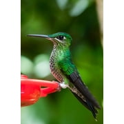 First Nature Hummingbird Feeder 32 oz Red