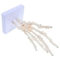 thumbnail image 3 of WEUVEB Anatomy Figure Hand Bone Model PVC 1Pack, 3 of 9