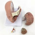 thumbnail image 4 of Human Anatomy Model Brain -Section Anatomy for Science Classroom Education Learning Teaching Display, 4 of 5