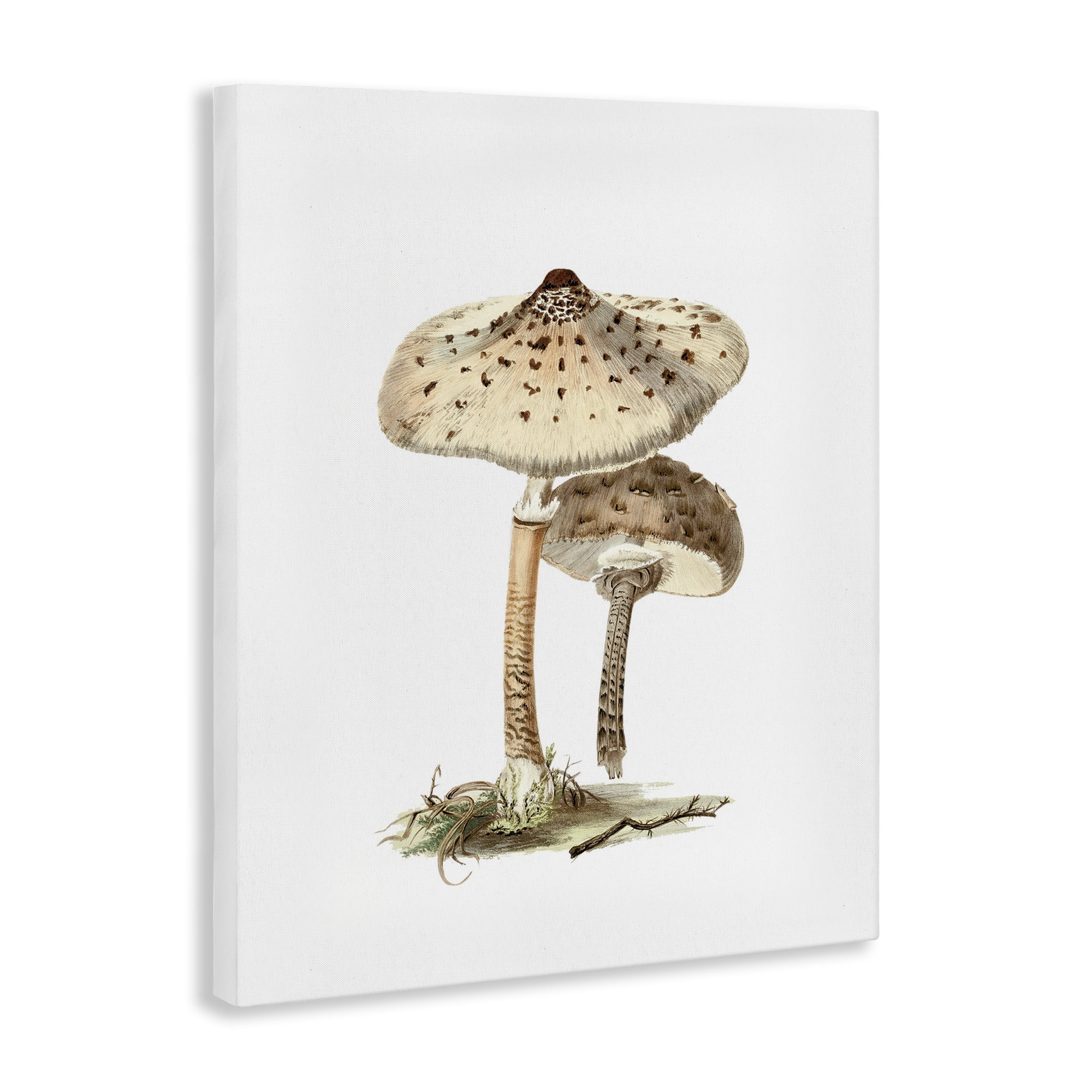 Stupell Industries Neutral Brown Mushrooms Botanical & Floral Painting Gallery Wrapped Canvas Art Print Wall Art, 30 x 40