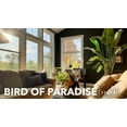 thumbnail image 4 of Orange Bird of Paradise  Strelitzia Reginae  40 Live Plants  Tropical Perennial Blooming Specimen, 4 of 9