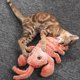 thumbnail image 4 of Electric Simulated Jumping Lobster Toy For Cats, Usb Rechargeable, Hygienic And Funny, 4 of 5