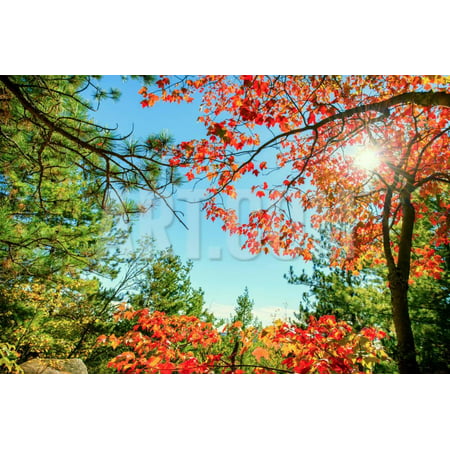 Bright Red Autumn Leaves in Sun Light Print Wall Art By SHS