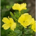 thumbnail image 2 of 100 Common Evening Primrose Seeds, Biennial, Flowers, 2 of 5