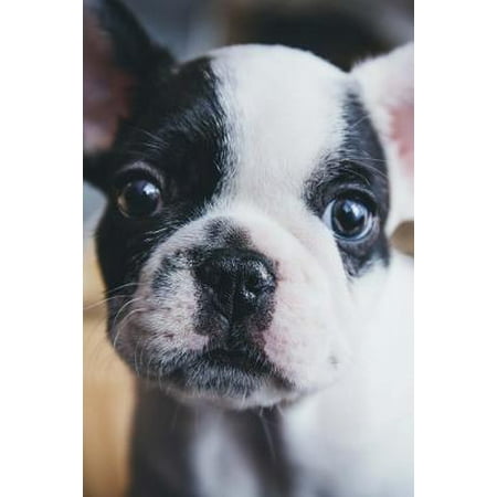 Boston Terrier Puppy Journal : Journal / Lined Notebook /