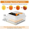 thumbnail image 6 of Hairycotar 36 Egg Incubator with Automatic Egg Turning and Temperature Control, for Hatching Chicken,Quail,Duck Eggs,with Egg Candler, 6 of 12