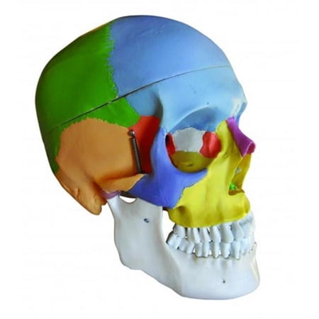 vision scientific colored human skull price history on PriceWatchPro