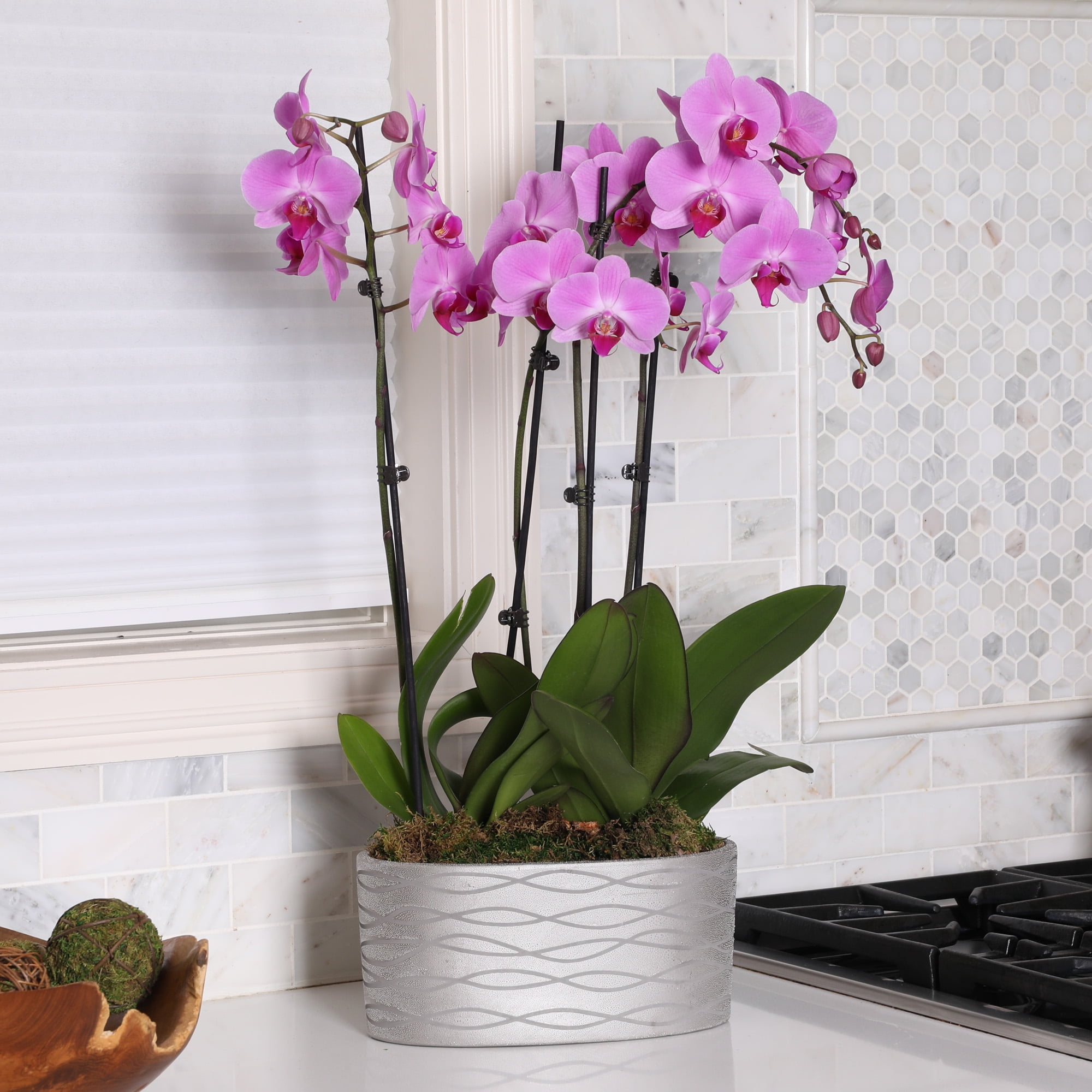 Just Add Ice 16-30" Pink Premium Orchid Duo Live Plants in 10" Silver Ceramic Planter, Indoor House Plant, Bright Indirect Lighting