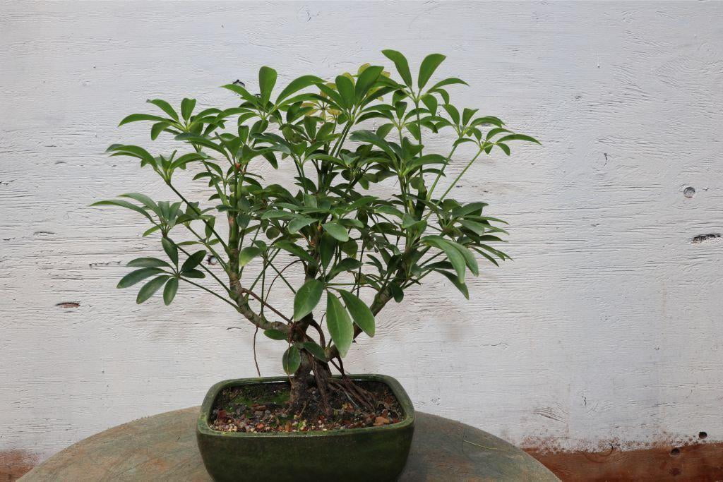Hawaiian Umbrella Bonsai Tree Forest (3 Trees)