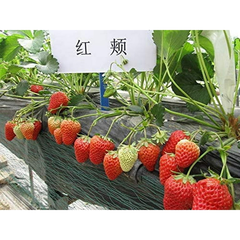 200+ White Strawberry and Red Strawberry Seeds Bonsai Berry Fruit