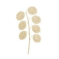 thumbnail image 5 of 25 Lunaria, Money, Honesty Seeds, 5 of 5