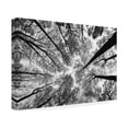thumbnail image 2 of Aledanda 'Looking Up I BW' Canvas Art, 2 of 4