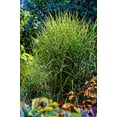 thumbnail image 5 of 10 ZEBRA GRASS Variegated Maiden Grass Miscanthus Sinensis Zebrinus aka Chinese or Japanese Silver Grass / Plume Grass / Eulalia Seeds, 5 of 11