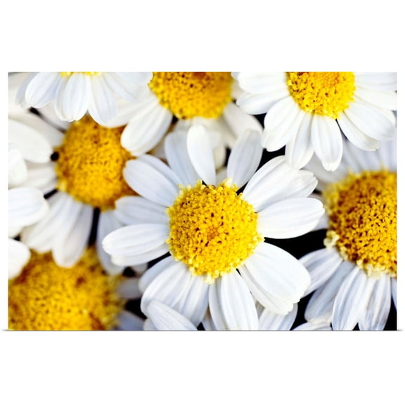Great BIG Canvas | Rolled Ray Laskowitz Poster Print entitled Summer Daisies (Anthemis Punctata), Cluster Of White Blossoms
