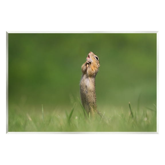 Stupell Industries O Sole Mio Funny Animal Animals & Insects Photography Unframed Art Print Wall Art, 15 x 10