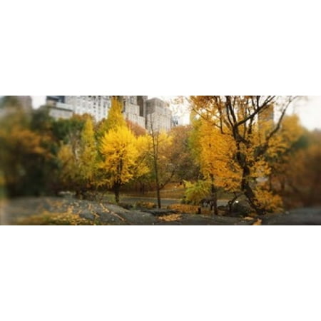 Trees in a park Central Park Manhattan New York City New York State USA Canvas Art - Panoramic Images (15 x