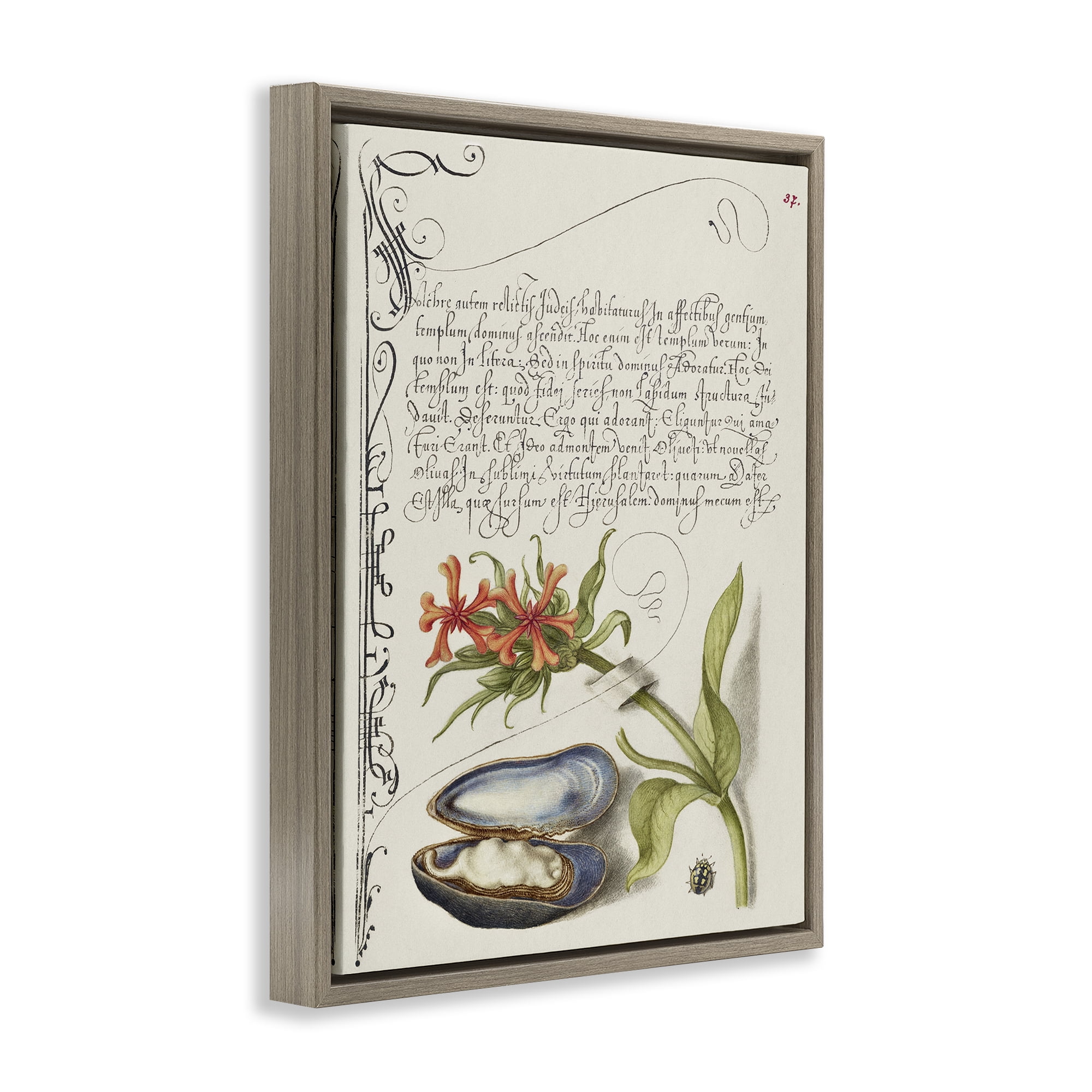 Stupell Industries Oyster & Plant Study Text & Numbers Painting Brown Floater Framed Canvas Art Print Wall Art, 17 x 21