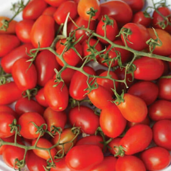 Tomato Smarty F1 Seed