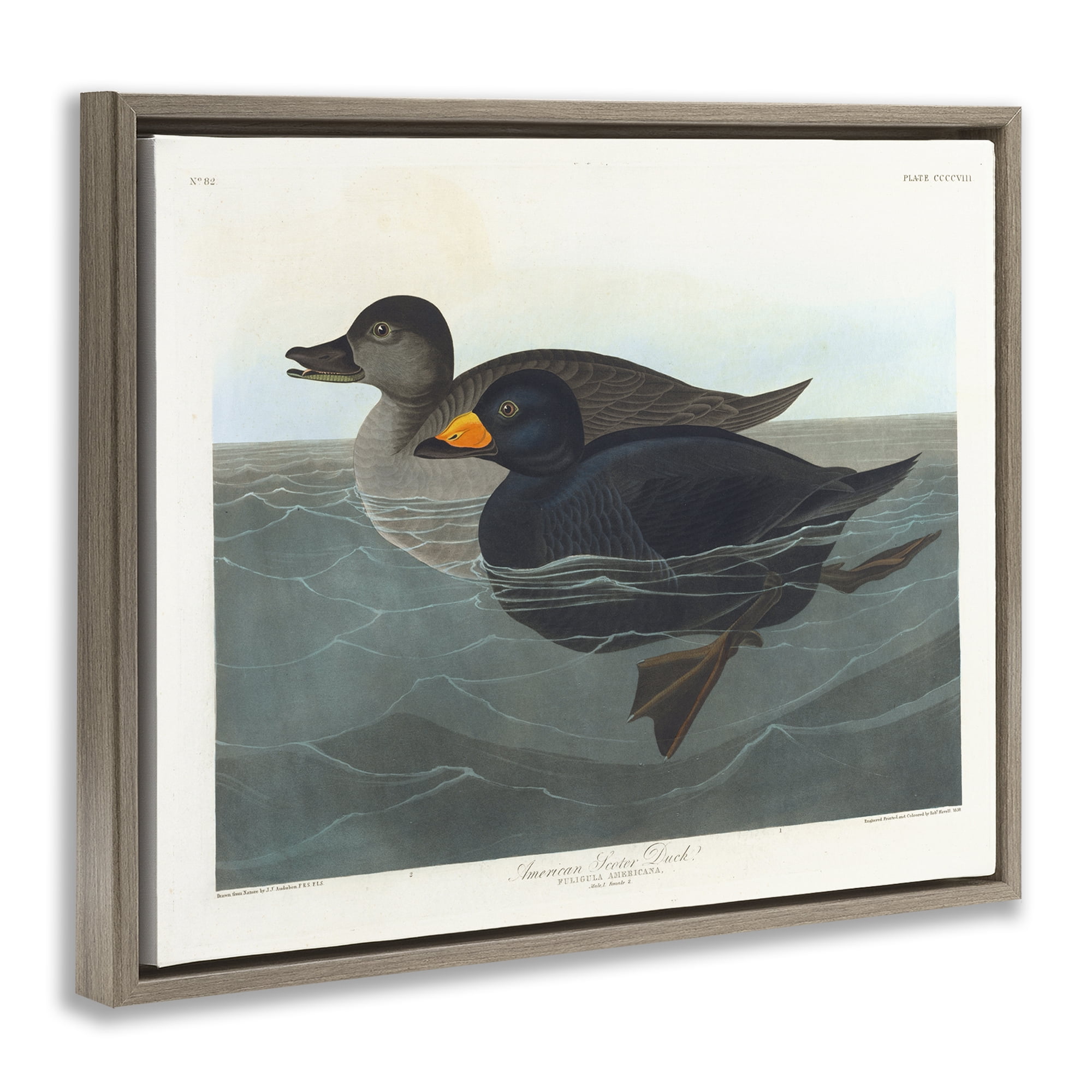 Stupell Industries Classic American Scoter Duck Animals Painting Brown Floater Framed Canvas Art Print Wall Art, 31 x 25