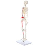 Axis Scientific Mini Human Skeleton Model with Metal Stand - 31 Tall, Painted and Numbered Muscle Insertion and Origin Points - Includes Detailed Product Manual,