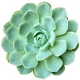 thumbnail image 2 of Echeveria Elegans (4"+ Plastic Pot) - Mexican Snowballs - Tiny, Lovely, Easy to Care Rosette Succulents - Live Succulents for Indoor Places, 2 of 8