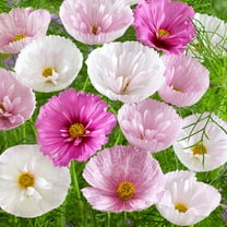 Drought Tolerant Cosmos Bipinnatus Cupcakes Blush Cut Flower Seed Mix - 100 Seeds