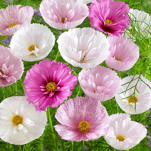 Drought Tolerant Cosmos Bipinnatus Cupcakes Blush Cut Flower Seed Mix - 100 Seeds