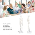 thumbnail image 2 of Mini modelo de esqueleto humano con soporte de metal, modelo de esqueleto humano de 45 cm/17,7 pulgadas para anatomía, brazos y piernas extraíbles, estudio científico, 2 of 5
