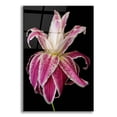 thumbnail image 1 of Epic Art 'Lily Queen' by Pamela Plummer, Acrylic Glass Wall Art, 16"x24", 1 of 8