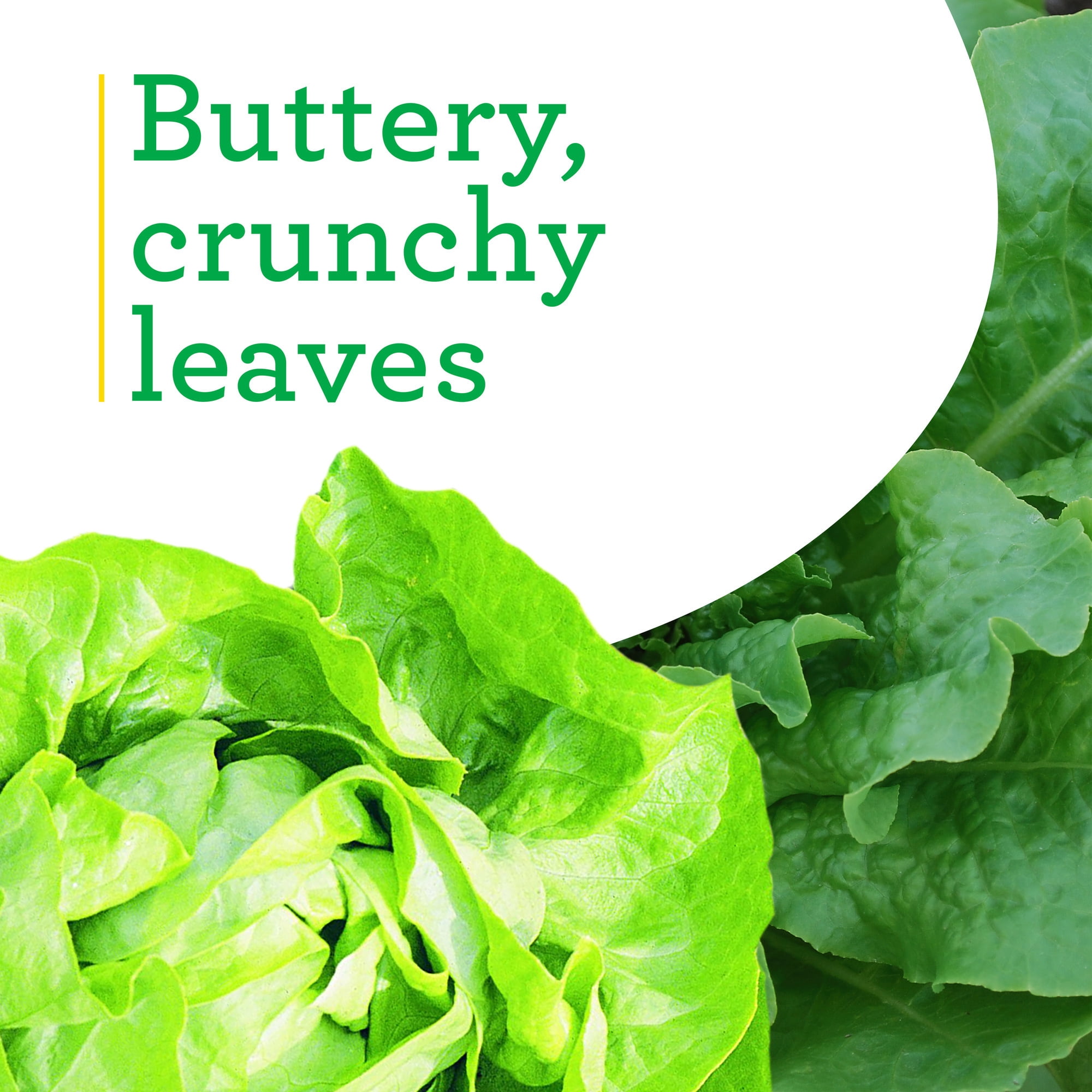 18+ Lettuce Plants Near Me