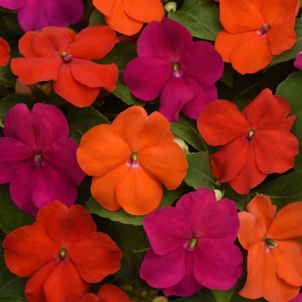 Expert Gardener 4PK Multicolor Impatiens Live Plants with Grower Pack