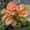 D, variant on Elephant ear Planting-Easy to Grow, Perfect for Garden Stakes, Home Decoration, Gifting Choice, Bloom Year After Year(Acclimated, Non-Artificial)