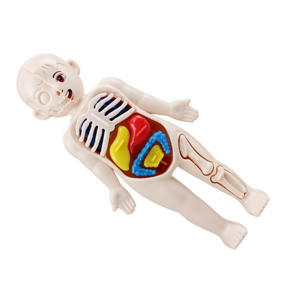 UPOUART 1 Set Anatomy Models Human Body Plastic Assorted Color Teaching Tool