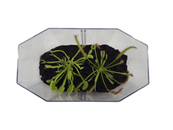 Deluxe Cape Sundew Plant Kit with 2 Live Carnivorous Plants – Indoor Bug-Eating Terrarium Kit with Food, Moss & Peat Pellets