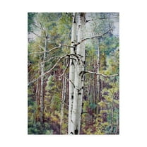 Trademark Fine Art 'Summer Aspen Color' Canvas Art by Carol J Rupp